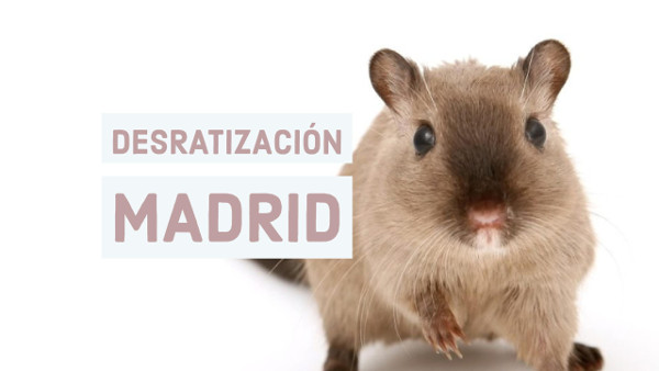 desratizacion madrid