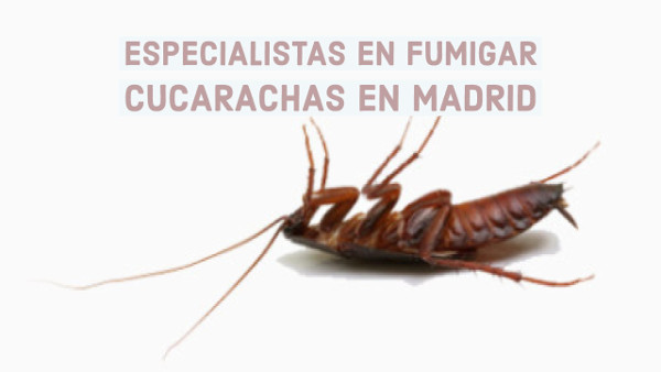 especialistas fumigar cucarachas Madrid