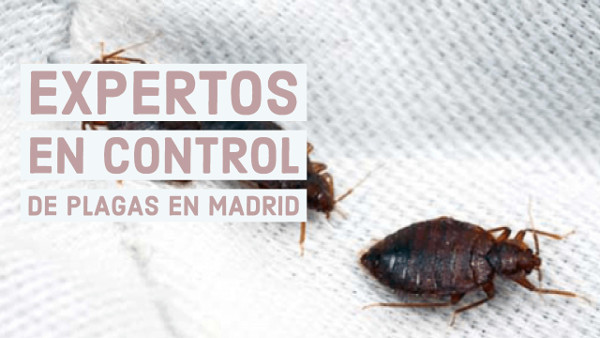 expertos en control de plagas madrid