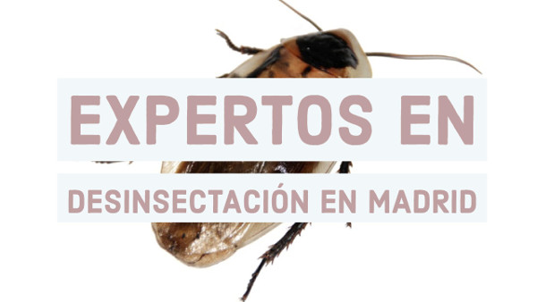 expertos en desinsectacion en Madrid